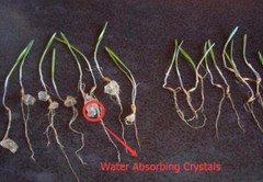 Water Absorbing Polymer Crystals – Soil Moist – Cricket Water Gel