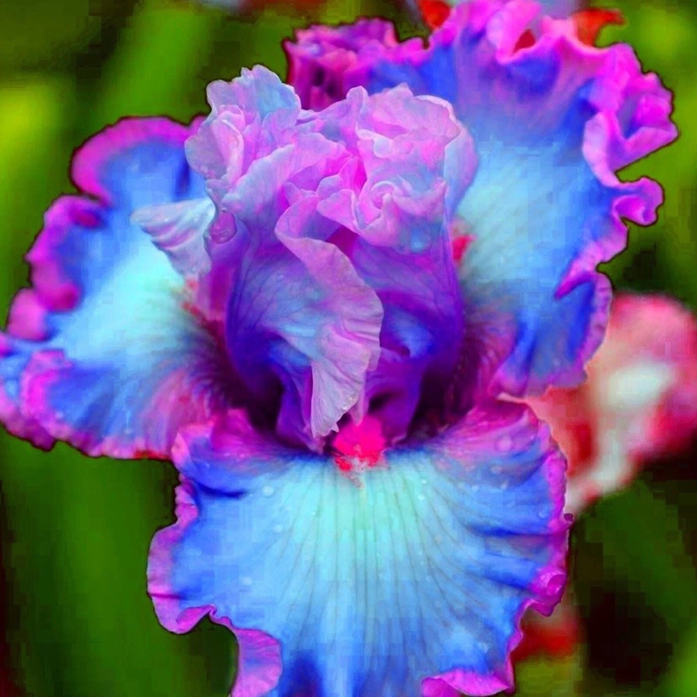 50 Iris Seeds Much Less Money Than Bulbs