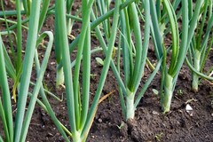 Yellow Onion Sets – Grown Naturally, Non-GMO 8 oz. (40+Bulbs) Shipping Now