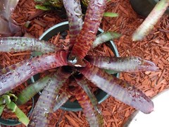 Neoregelia TUNISIA Bromeliad one tropical plant