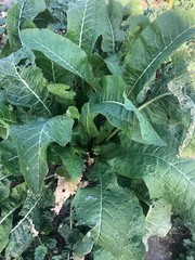 HORSERADISH CROWNS (Common), ORGANIC: 50 ea. for planting. PLANT ANYTIME.