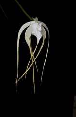 Orchid Species Brassavola cucullata ( Nice Large Plant )