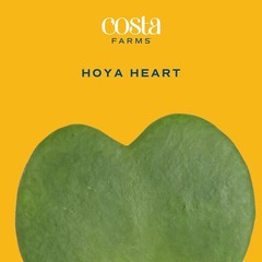 Easy-Care Hoya Heart Houseplant, Perfect Gift Idea*`/-$