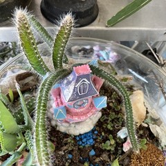 Dog tail cactus rooted Easy care . Soft thorns . Bare root plants from 3-7 ins