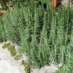 Rosmarinus officinalis ARP HARDY ROSEMARY Herb Seeds!