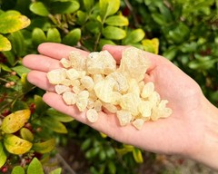 Natural Granular ‘A’ Grade White Copal Resin Incense: 1 lb + 6 Charcoal Tablets