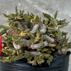 8CM Succulent Cactus Plant Euphorbia Cylindrifolia Cristata Cactaceae Beautiful