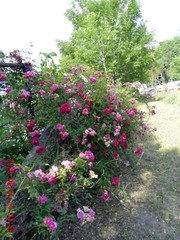 Peggy Martin Rose Cutting 12 fresh Cuttings