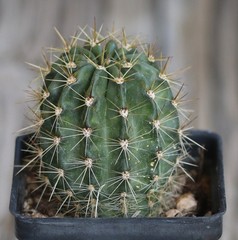 Echinopsis hybrid ‘Yes’