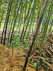 (6) Black Bamboo Rhizomes – Cold-Hardy, Evergreen – Privacy Screen, Fast-Growing