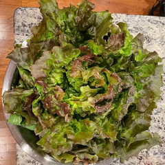 500+ LETTUCE SEEDS — PRIZEHEAD —- LEAF — NON GMO — ORGANIC —- FRESH