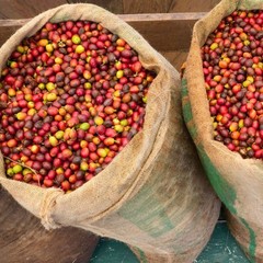 5 lbs of AUTHENTIC Kona Extra Fancy Coffee – Free Shipping!