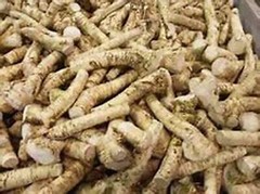 Horseradish Root whole, Ready for Eating, Planting. Can’t Ship internationally.