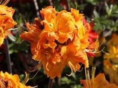 KLONDYKE~~Azalea Rhododendron~Well Rooted Starter Plant~MAY BE DORMANT!