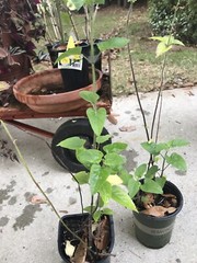 4 ORGANIC PINEAPPLE SAGE/WILD SALVIA PLANTS ATTRACTED HUMMINGBIRD & BUTTERFLY !!