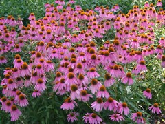 Purple Coneflower, Echinacea Purpurea, Butterflies Hummingbirds Bees, FREE SHIP