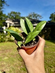 Lot Of 2 Hoya Crassipetiolata Plants