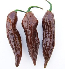 20 BHUT JOLOKIA CHOCOLATE 100% GUARANTEED SEEDS CHILLI PEPPERS GHOST