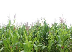 50 Miniature CUTIE POPS POPCORN Corn Multicolored Mini Mix Zea Mays Seeds