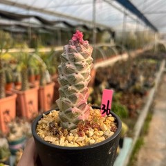 8CM Succulent Cactus Plant Monadenium Ritchiei Nyambense Variegated Cactaceae