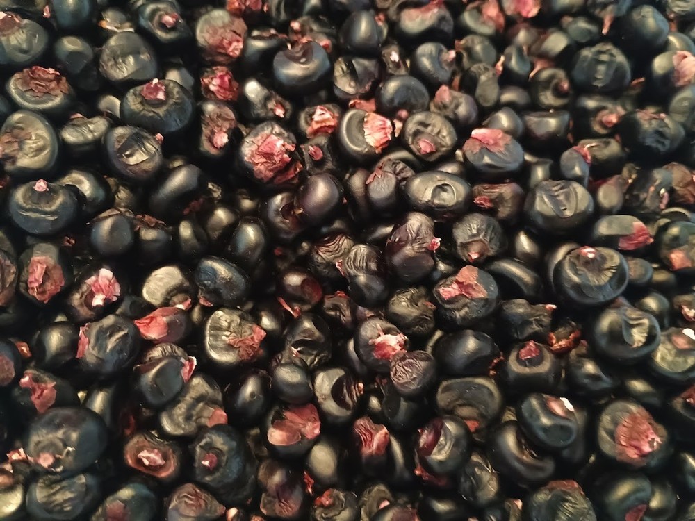 Montana Morado Maize Montana Black Heirloom Corn Seeds