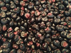 Montana Morado Maize Montana Black Heirloom Corn Seeds
