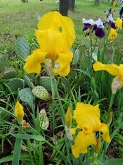 15 Iris Fresh Bearded Iris Rhizomes Mixed Varieties