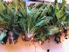 HORSERADISH CROWNS (Common), ORGANIC: 50 ea. for planting. PLANT ANYTIME.
