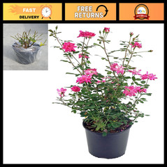Thornless Climbing Rose – Pink Flowers, #3 Size Container, Garden Plant
