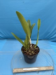 Cattleya quadricolor Orchid Eros X Orlata Pink White Yellow Species 7” PT SHEATH