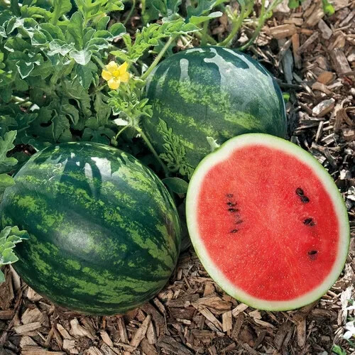 50+ Mini Love Watermelon Seeds for Garden Planting – USA – FREE SHIPPING!