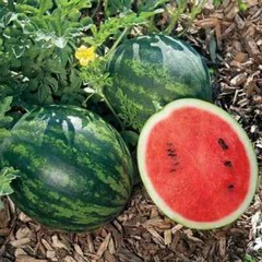 50+ Mini Love Watermelon Seeds for Garden Planting – USA – FREE SHIPPING!