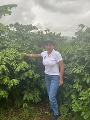 TANZANIA PEABERRY COFFEE BEANS MEDIUM ROASTED 2 OR 5 POUNDS IN 1 POUND BAGS