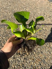 LIVE Water Hyacinth Floating Koi Pond Plant