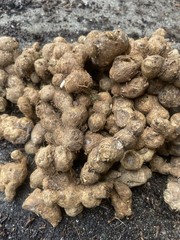 1 Lb Black Ginger For Cooking And For Planting