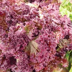 Red Salad Bowl Lettuce Seeds, NON-GMO, Variety Sizes, FREE SHIPPING