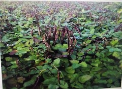 Mississippi Pinkeye 2 Purple Hull Peas Cowpeas Benefits St. Jude