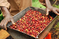 100% JAMAICAN BLUE MOUNTAIN COFFEE BEANS MEDIUM ROASTED 2 TO 12 POUNDS