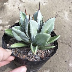 8CM Succulent Agave Plant Agave Potatorum Cv.’Cubic’ Agavaceae Home Garden Plant