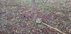 10 lbs. BLACK WALNUTS in the shell – Fall 2025 crop – our famous “squirrel nuts”