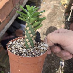 8CM Succulent Cactus Plant Euphorbia Royleana Spineless Euphorbiaceae Beautiful