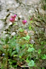 1001+CATCHFLY Flower Seeds None So Pretty Native Wildflower Patio Container Easy