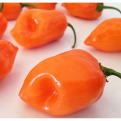 HABANERO ORANGE DEVIL ORANGE 30 SEEDS CHILE 100% GUARANTEED YUCATAN MEXICO