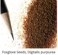 FOXGLOVE MIXED COLORS Sun/Shade HUMMINGBIRDS LOVE Biennial Non-GMO 500 Seeds!
