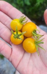 Sun Sugar Orange Cherry Tomato Seeds (30) / DELICIOUS / Heat Tolerant / Rare