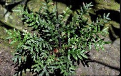DRYNARIA BONII ‘dark form’ Rare Tropical Fern PLANT not Staghorn Platycerium