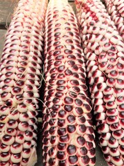 Double Red Sweet Corn Seeds | Purple Husk Stalk Indian Ornamental Dent Seed 2024