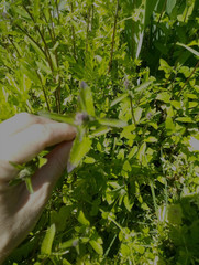 15 Florida Betony (Stachys floridana) Root Tubers- Freshly Dug & Ready To Plant