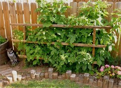 3 Black Raspberry Plants “Jewel” (3 Large 1 Year Old Plug Plants) Zones: 5-9