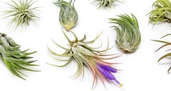 12 Pack Ionantha Air Plants-Wholesale Bulk, Tillandsia, Easy Care Indoor/Outdoor